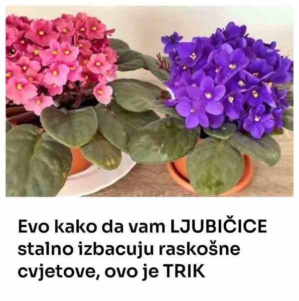Evo kako da vam LJUBIČICE stalno izbacuju raskošne cvjetove, ovo je TRIK