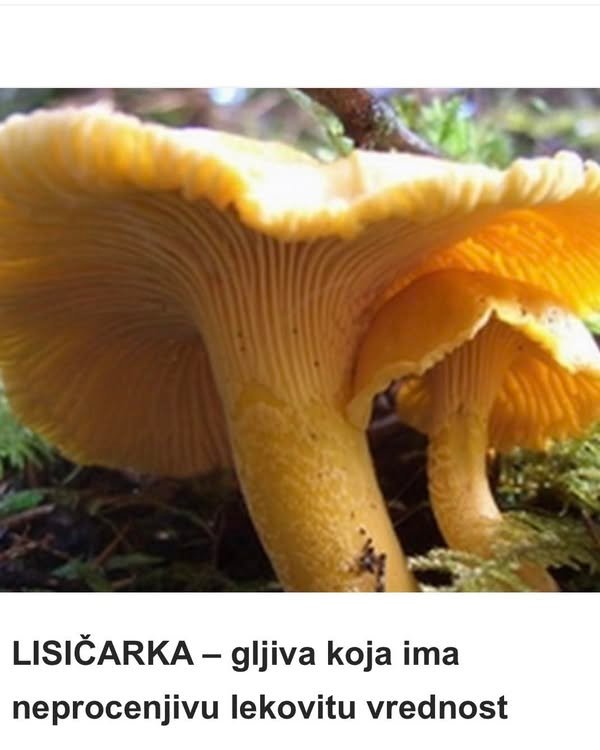 Lisičarka – Gljiva koja ima neprocjenjivu ljekovitu vrijednost