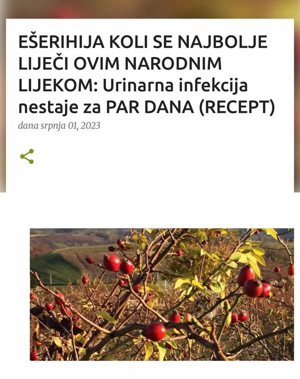 EŠERIHIJA KOLI SE NAJBOLJE LIJEČI OVIM NARODNIM LIJEKOM: Urinarna infekcija nestaje za PAR DANA (RECEPT)