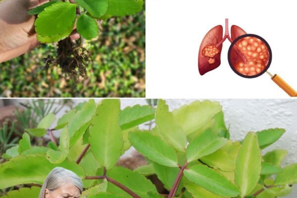 Bryophyllum Calycinum (Kalanchoe Pinnata): prednosti i upotreba