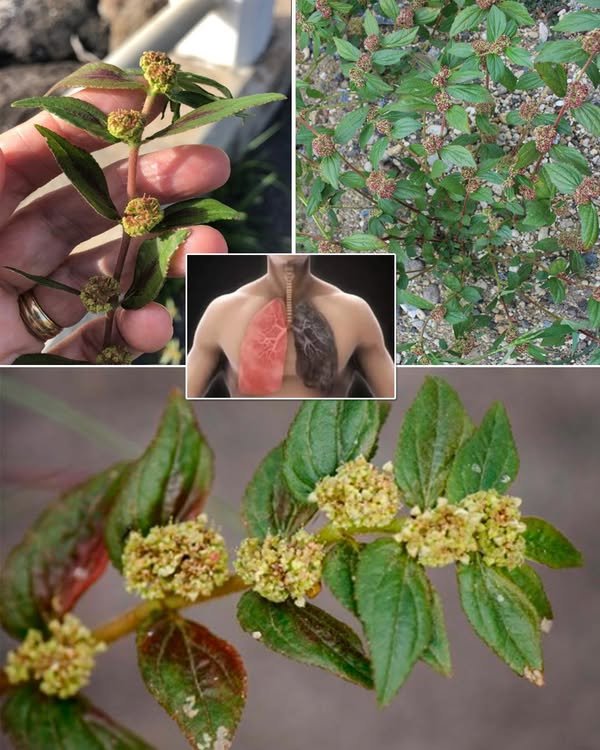 Euphorbia Hirta: 9 ključnih zdravstvenih prednosti ove svestrane biljke