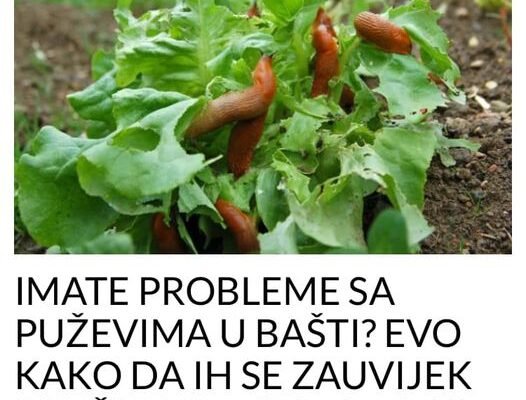 IMATE PROBLEME SA PUŽEVIMA U BAŠTI? EVO KAKO DA IH SE ZAUVIJEK RIJEŠITE: Stručnjaci otkrili TRIK, treba vam 1 stvar