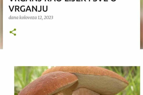 ČUDOTVORNA GLJIVA OBNAVLJA ORGANIZAM: VRGANJ KAO LIJEK I SVE O VRGANJU ČUDOTVORNA GLJIVA OBNAVLJA ORGANIZAM: VRGANJ KAO LIJEK I SVE O VRGANJU