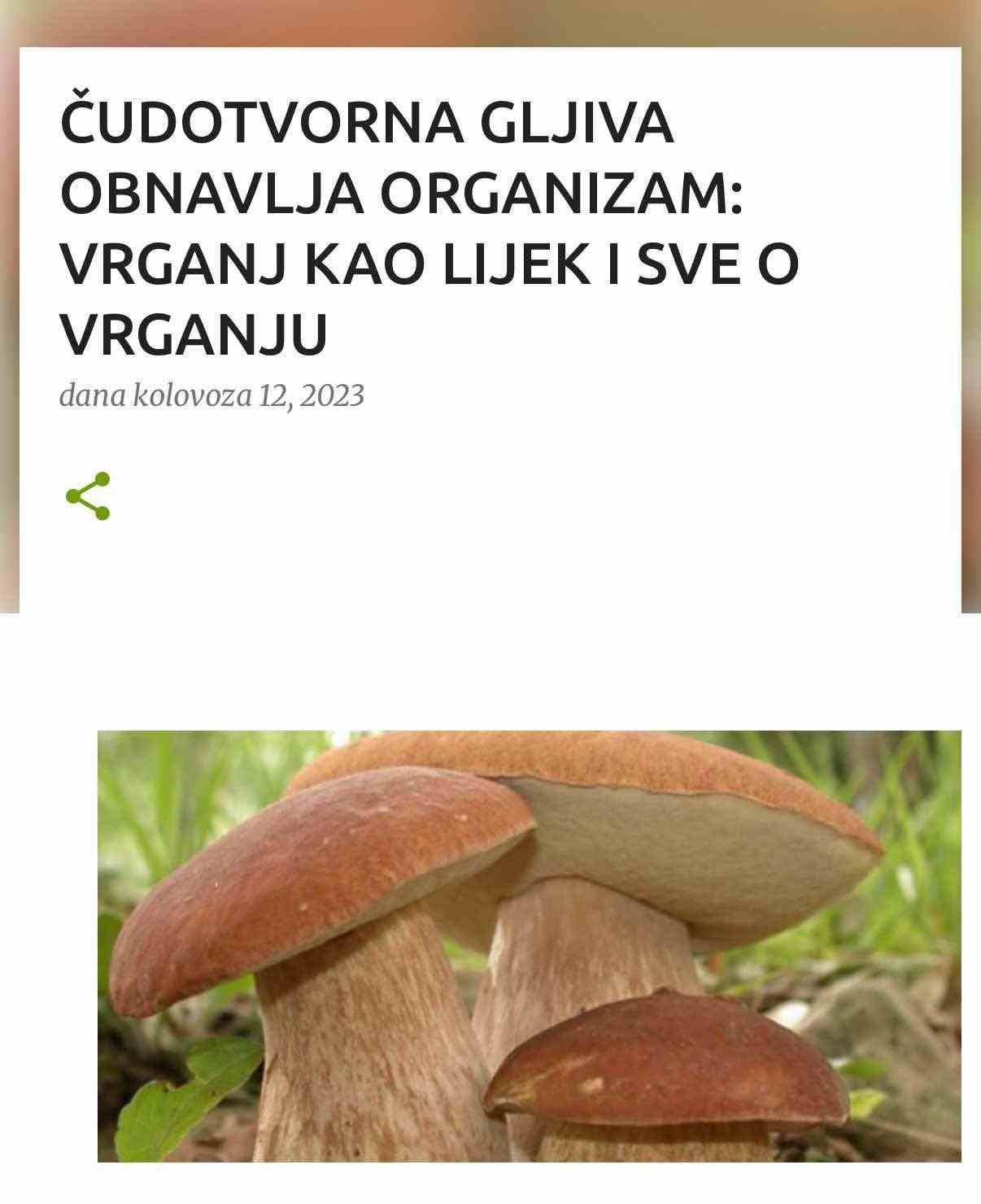 ČUDOTVORNA GLJIVA OBNAVLJA ORGANIZAM: VRGANJ KAO LIJEK I SVE O VRGANJU