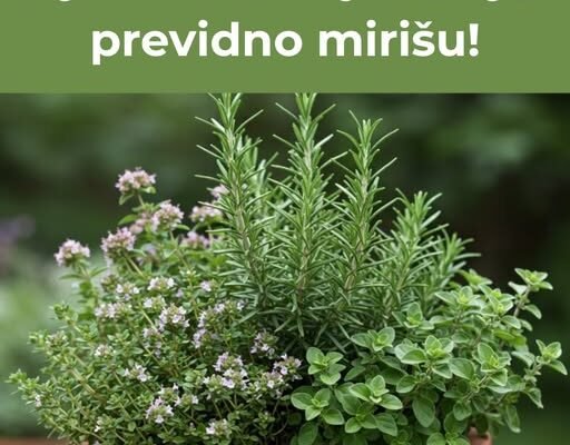 Ove biljke uspijevaju zajedno u istoj saksiji,a previdno mirišu!