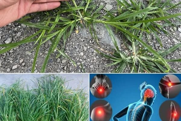 Otkrivanje prednosti guščje trave