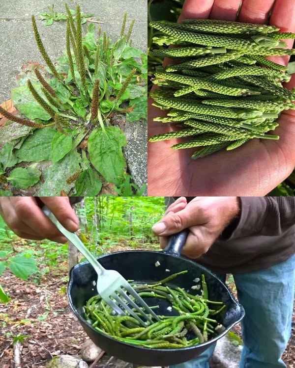 Zdravstvene koristi i upotreba širokolisne trputice (Plantago major)