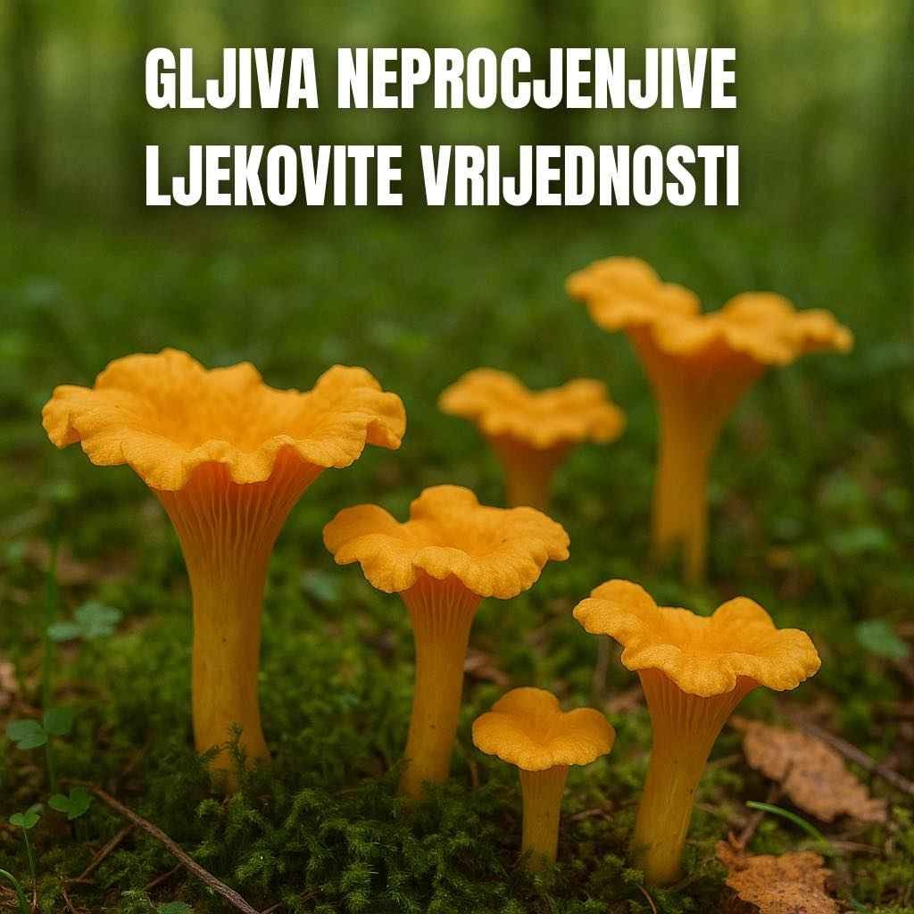 Često postavljana pitanja (FAQ): 1. Mogu li koristiti smrznute lisičarke umjesto svježih? Da, možete. Smrznute lisičarke su odlična alternativa van sezone. Pre upotrebe ih lagano odledite i ocijedite višak tečnosti prije dinstanja. 2. Da li se ovaj recept može prilagoditi veganskoj ishrani? Recept je već prirodno veganski jer ne sadrži meso, mliječne proizvode ni jaja. Po želji se može obogatiti dodatkom prehrambenog kvasca za “sirasti” ukus. 3. Šta ako nemam integralnu rižu? Možete koristiti smeđu ili običnu bijelu rižu, ali imajte na umu da će bijela riža imati nešto nižu nutritivnu vrijednost i kraće vrijeme kuvanja. 4. Mogu li se lisičarke kombinovati sa drugim gljivama? Apsolutno. Lisičarke se dobro slažu s vrganjima, bukovačama ili šampinjonima. Ipak, savjetuje se da ih ne miješate u velikim količinama kako bi njihov specifičan ukus došao do izražaja. 5. Da li je rižoto s lisičarkama dobar za dijetalnu ishranu? Da, naročito ako se koristi integralna riža i minimalna količina ulja. Ovo jelo je bogato vlaknima, ima nizak glikemijski indeks i sadrži vrlo malo zasićenih masti. Zaključak: Lisičarka nije samo ukusna i lako probavljiva gljiva – ona je pravo prirodno čudo. Zahvaljujući svojim moćnim bioaktivnim sastojcima, lisičarka ima široku primjenu u prirodnoj medicini i predstavlja vrijednu podršku zdravlju crijeva, jetre, vida, kože i imunološkog sistema.