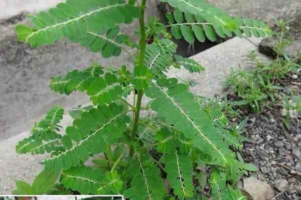 Kako sakupiti, osušiti, pohraniti i pripremiti lišće razbijača kamena (Phyllanthus niruri) za buduću upotrebu