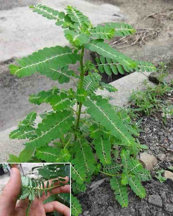Kako sakupiti, osušiti, pohraniti i pripremiti lišće razbijača kamena (Phyllanthus niruri) za buduću upotrebu