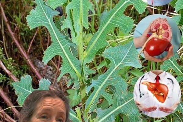 Skrivena moć divlje salate (Lactuca serriola): Prirodni zaboravljeni lijek