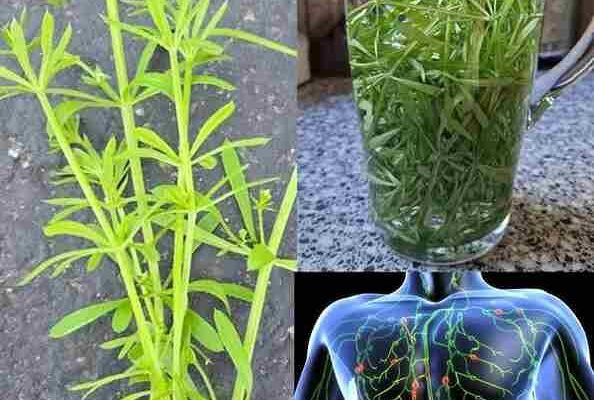 Cjekači (Galium aparine): biljni lijek za detoksikaciju i zdravlje limfe