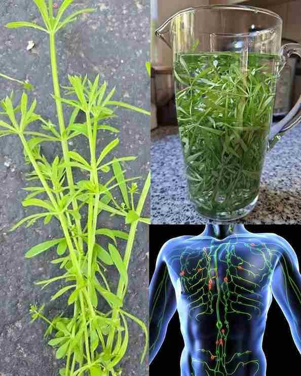 Cjekači (Galium aparine): biljni lijek za detoksikaciju i zdravlje limfe