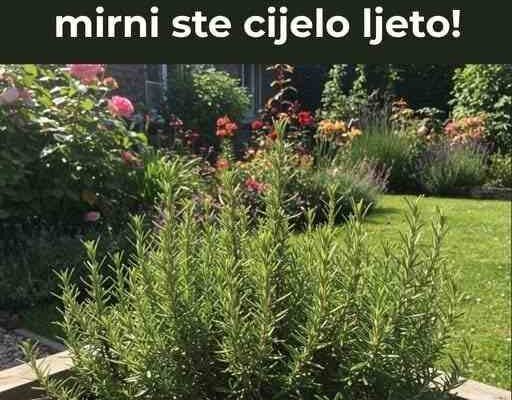 Dvorište bez komaraca! Zasadite ovih 7 biljaka i mirni ste cijelo ljeto!