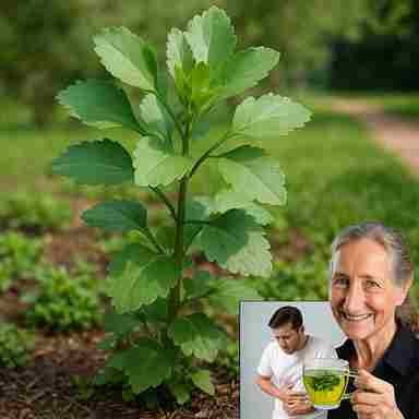 Čudesne prednosti Kalanchoe pinnata: čudo prirode koje iscjeljuje