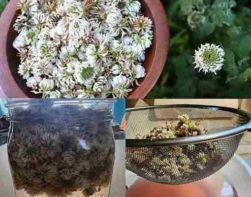 Bijela djetelina (Trifolium repens): 15 dobrobiti i domaća upotreba Bijela djetelina (Trifolium repens): 15 dobrobiti i domaća upotreba