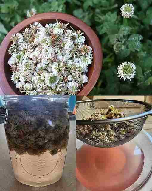 Bijela djetelina (Trifolium repens): 15 dobrobiti i domaća upotreba