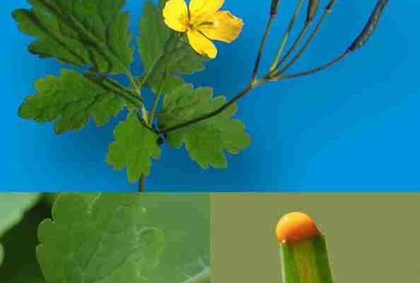 Chelidonium majus L. – Veliki celandin: Drevni lijek prirode za rast kože