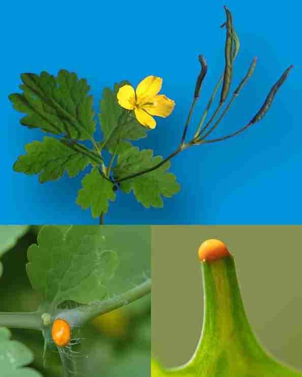 Chelidonium majus L. – Veliki celandin: Drevni lijek prirode za rast kože