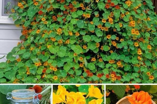 Nasturtiums: Zapanjujuća i funkcionalna dvorišna biljka potrebna svakom vrtu