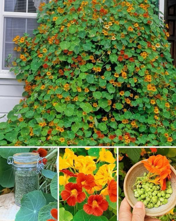 Nasturtiums: Zapanjujuća i funkcionalna dvorišna biljka potrebna svakom vrtu