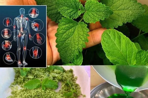 Svestrana menta: zdravstvene prednosti, upotreba i kako je ugraditi u svoju dnevnu rutinu