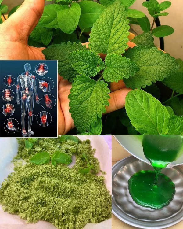 Svestrana menta: zdravstvene prednosti, upotreba i kako je ugraditi u svoju dnevnu rutinu