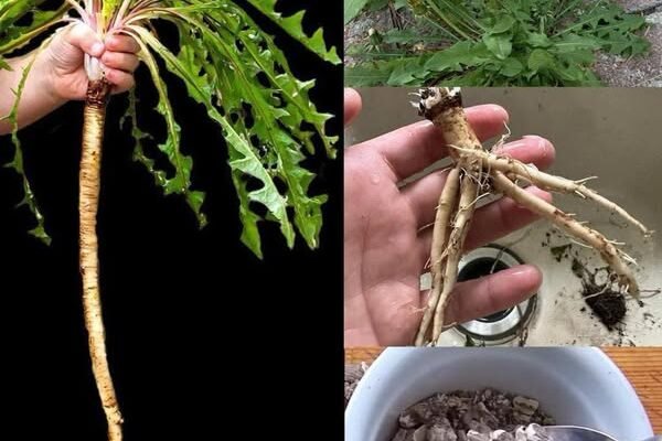 30 nevjerovatnih prednosti maslačka: skriveni dragulj prirode