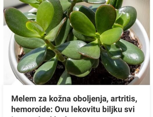 Melem Za Kožna Oboljenja, Artritis, Hemoroide: Ovu Lekovitu Biljku Svi Imamo Kod Kuće, A Ne Znamo Koliko Je Korisna!