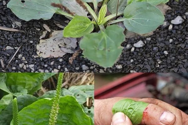 Zdravstvene prednosti i upotreba širokolisnog trputca (Plantago major) Zdravstvene prednosti i upotreba širokolisnog trputca (Plantago major)