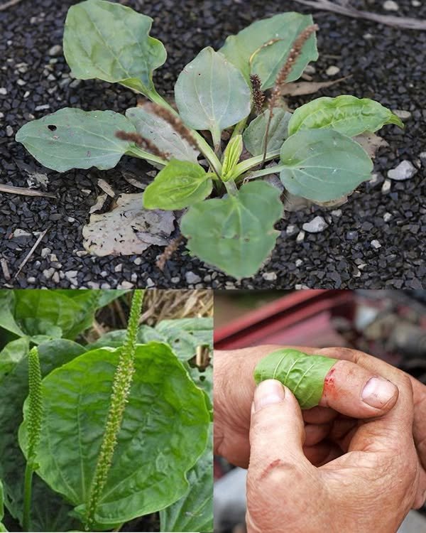 Zdravstvene prednosti i upotreba širokolisnog trputca (Plantago major)