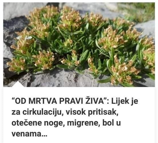 “OD MRTVA PRAVI ŽIVA”: Lijek Je Za Cirkulaciju, Visok Pritisak, Otečene Noge, Migrene, Bol U Venama…