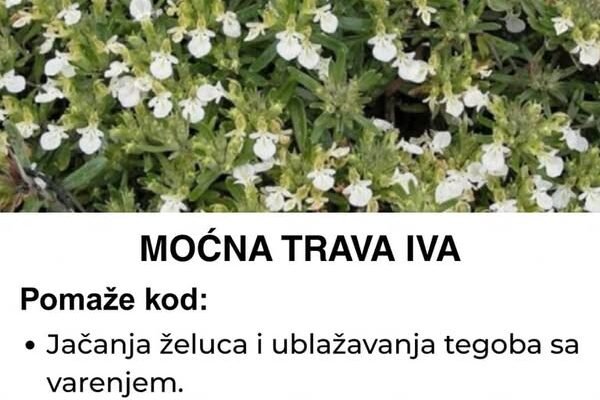 Trava iva – Biljka koja „mrtvog diže“ i liječi čitav organizam Trava iva – Biljka koja „mrtvog diže“ i liječi čitav organizam
