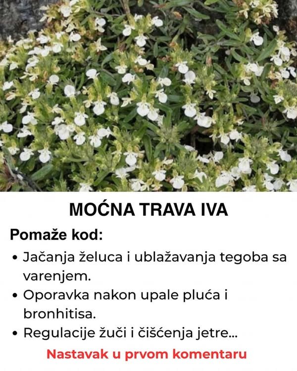 Trava iva – Biljka koja „mrtvog diže“ i liječi čitav organizam