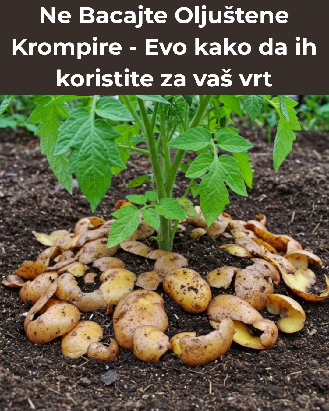 Ne Bacajte Oljuštene Krompire – Evo kako da ih koristite za vaš vrt