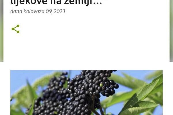 BOŽIJA BILJKA: “Biljka koja može zamijeniti sve druge lijekove na zemlji…”