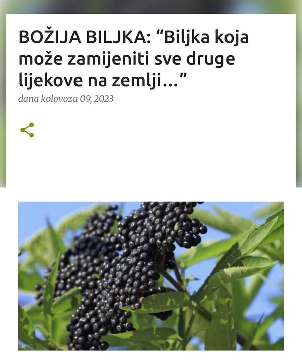 BOŽIJA BILJKA: “Biljka koja može zamijeniti sve druge lijekove na zemlji…”