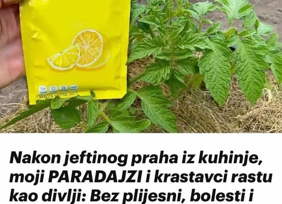 Nakon jeftinog praha iz kuhinje, moji PARADAJZI i krastavci rastu kao divlji: Bez plijesni, bolesti i imamo 5 puta više plodova!