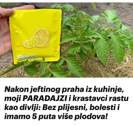 Nakon jeftinog praha iz kuhinje, moji PARADAJZI i krastavci rastu kao divlji: Bez plijesni, bolesti i imamo 5 puta više plodova!
