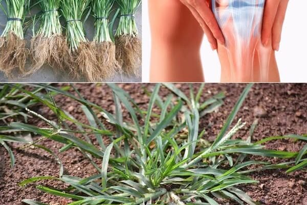 30 nevjerovatnih prednosti guščje trave (Eleusine indica)