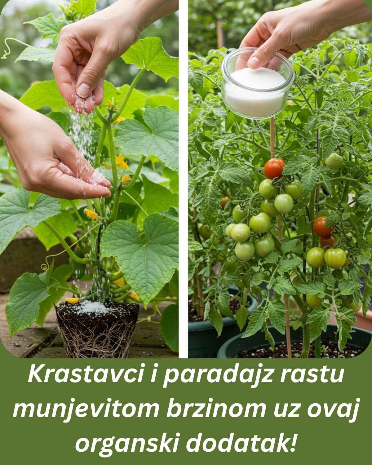 Krastavci i paradajz rastu munjevitom brzinom uz ovaj organski dodatak!