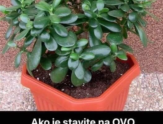 ZOVU JE ‘DRVO NOVCA’: Pogledajte gdje trebate staviti OVU BILJKU i novčanik će vam biti PUN PARA DO VRHA!