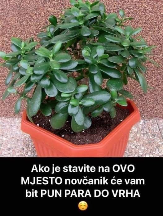 ZOVU JE ‘DRVO NOVCA’: Pogledajte gdje trebate staviti OVU BILJKU i novčanik će vam biti PUN PARA DO VRHA!