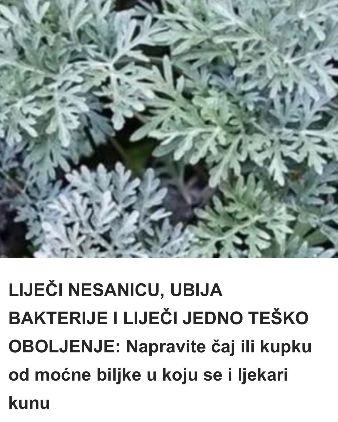 LIJEČI NESANICU, UBIJA BAKTERIJE I LIJEČI JEDNO TEŠKO OBOLJENJE: Napravite čaj ili kupku od moćne biljke u koju se i ljekari kunu