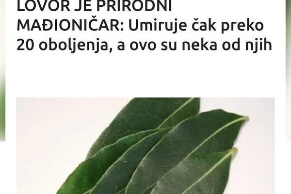 LOVOR JE PRIRODNI MAĐIONIČAR: Umiruje čak preko 20 oboljenja, a ovo su neka od njih