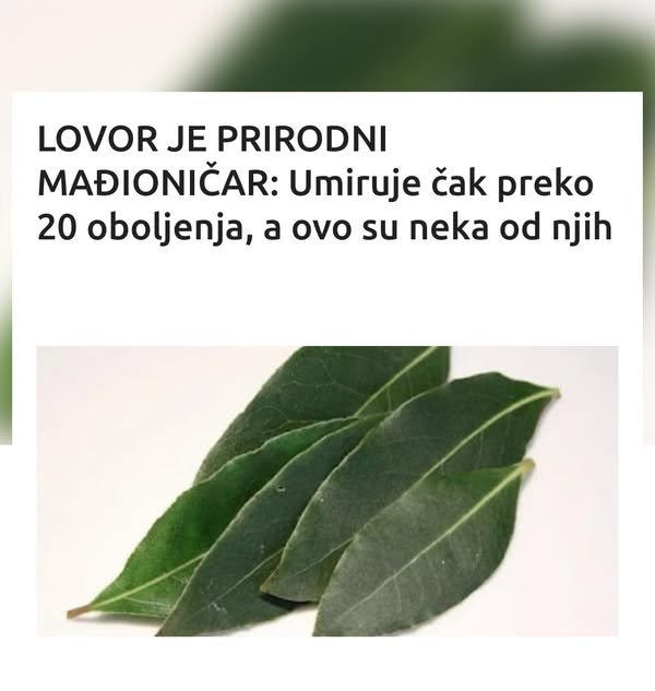 LOVOR JE PRIRODNI MAĐIONIČAR: Umiruje čak preko 20 oboljenja, a ovo su neka od njih