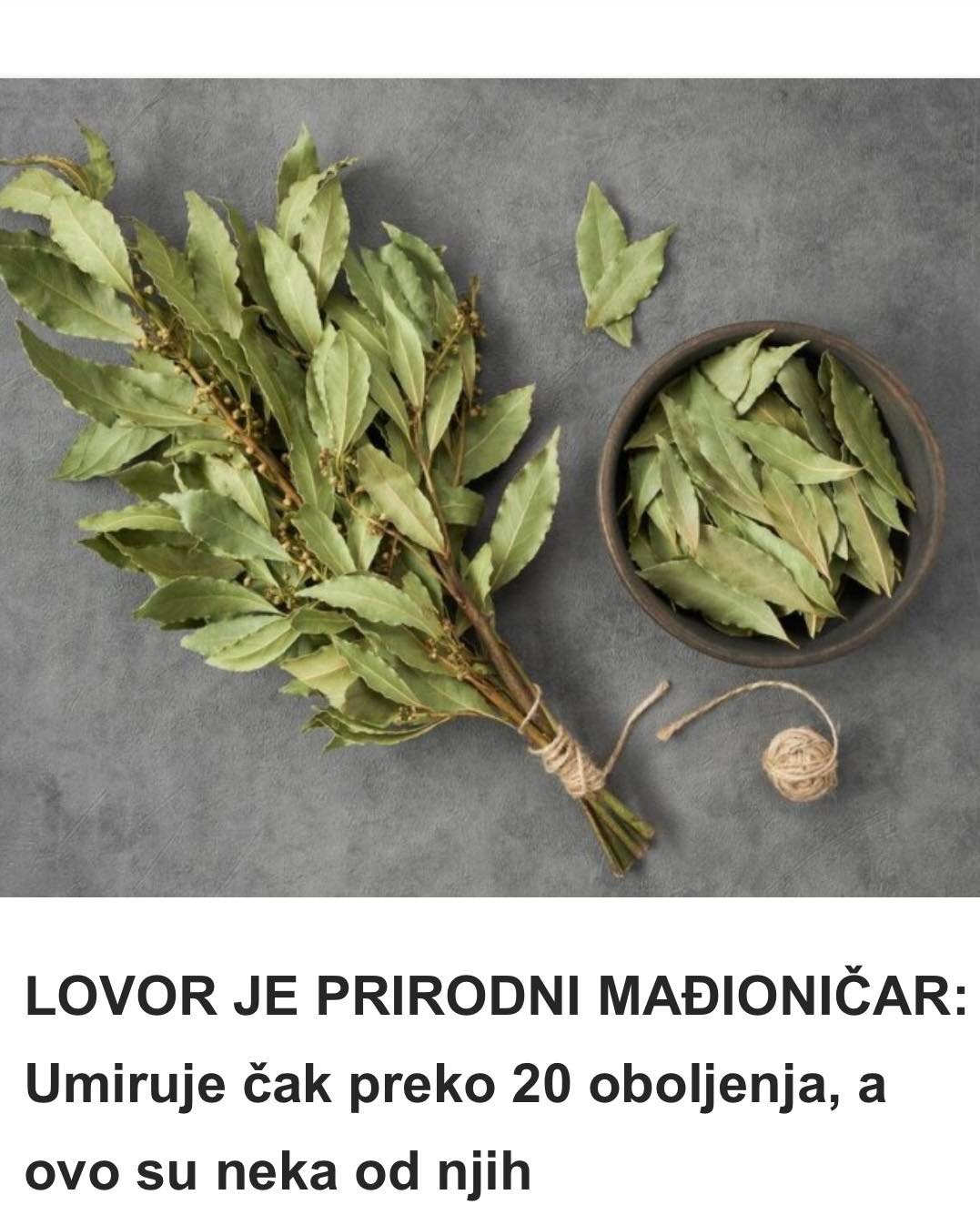 LOVOR JE PRIRODNI MAĐIONIČAR: Umiruje čak preko 20 oboljenja, a ovo su neka od njih