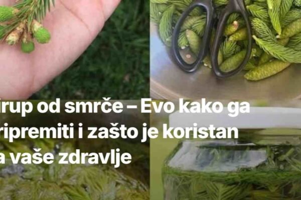 Sirup od smrče je prirodni lijek koji se koristi u narodnoj medicini već stoljećima. Smreka, iako često smatrana običnim drvećem, ima brojne zdravstvene koristi zahvaljujući svojim ljekovitim svojstvima. Ovaj sirup je poznat po svojoj sposobnosti da ojača imunitet, ublaži kašalj i prehladu, te pomogne kod problema sa disanjem. U ovom članku ćemo vam pokazati kako da napravite sirup od smrče kod kuće, te kako možete iskoristiti njegove prednosti za zdravlje. Zašto je sirup od smrče koristan? Smreka (Picea abies) je drvo koje sadrži mnogo korisnih tvari, uključujući vitamine, minerale, antioksidanse i eterična ulja. Njegovi mladi izdanci, iglice i kora bogati su vitaminom C, koji je poznat po svojoj ulozi u jačanju imuniteta i borbi protiv infekcija. Osim toga, smreka sadrži terpene koji imaju protuupalna svojstva, što je čini korisnom za liječenje respiratornih bolesti. Sirup od smrče koristi se za: Jačanje imuniteta Smanjenje simptoma prehlade i gripa Ublažavanje kašlja i bronhitisa Olakšavanje disanja kod problema s plućima Osvježavanje i čišćenje dišnih puteva Sastojci za sirup od smrče 1 velika šaka mladih izdanaka smrče (najbolje je ubrati ih u proljeće, dok su još mladi i sočni) 1 litra vode 500 g meda (po mogućstvu domaćeg i sirovog) 1 limun (opcionalno, za dodatnu aromu i vitamin C) Upute za pripremu sirupa Priprema smreke: Uzmite mlade izdanake smrče, koji su svijetlozelene boje i mekani na dodir. Ovi izdanci su najbogatiji ljekovitim tvarima. Operite ih temeljito kako biste uklonili eventualnu prljavštinu i prašinu. Kuhanje izdanaka: Stavite izdanake u veliku posudu i prelijte ih sa litrom vode. Ostavite da prokuhaju na srednje jakoj vatri. Nakon što voda počne kuhati, smanjite vatru i pustite da izdanaci kuhaju 30-40 minuta. Ovaj proces će omogućiti da se svi korisni spojevi iz smreke oslobode u vodu. Procijedite tekućinu: Nakon što ste kuhali izdanake, procijedite tekućinu kroz fino cjedilo ili gazu kako biste uklonili sve čestice biljke. Tekućina koju dobijete bit će baza za vaš sirup. Dodavanje meda: U procijeđenu tekućinu dodajte med i dobro promiješajte dok se potpuno ne otopi. Med je prirodni konzervans i djeluje kao odličan dodatak za zdravlje, a također daje sirupu bogatiju teksturu i ukus. Dodavanje limuna (opcionalno): Ako želite dodatno pojačati nutritivne vrijednosti sirupa, možete dodati sok od jednog limuna. Limun je bogat vitaminom C, što čini sirup još jačim u borbi protiv prehlada i infekcija. Pohranjivanje sirupa: Prebacite gotov sirup u sterilizirane staklene boce ili staklenke i dobro ih zatvorite. Držite ih na hladnom i tamnom mjestu, poput hladnjaka. Sirup možete koristiti nekoliko mjeseci, a najbolji je kada se koristi unutar 2-3 mjeseca. Kako koristiti sirup od smrče? Za prehladu i kašalj: Pijte po jednu žlicu sirupa tri puta dnevno. Sirup će djelovati kao iskašljavač, olakšavajući uklanjanje sluzi iz pluća i smanjujući iritaciju u grlu. Za jačanje imuniteta: Uzimanje jedne žlice sirupa svakodnevno može pomoći u jačanju vašeg imuniteta, osobito u zimskim mjesecima, kada su prehlade i gripa češće. Za probleme s disanjem: Ako imate poteškoće s disanjem zbog bronhitisa, astme ili drugih respiratornih problema, sirup od smrče može vam pomoći da lakše dišete, zahvaljujući svojim protuupalnim svojstvima. Prednosti sirupa od smrče Prirodni lijek: Sirup od smrče je potpuno prirodan, bez umjetnih sastojaka i konzervansa, što ga čini sigurnim za dugoročnu upotrebu. Podrška respiratornom zdravlju: Zbog svojih protuupalnih i iskašljavajućih svojstava, sirup od smrče pomaže u liječenju respiratornih infekcija i bolesti poput bronhitisa, prehlade i gripe. Poboljšava imunitet: Zbog visokog sadržaja vitamina C, sirup od smrče učinkovito jača imunološki sistem i pomaže u prevenciji infekcija. Prirodni detoksikator: Sirup također djeluje kao blagi detoksikator, pomažući tijelu da izbaci toksine i otpadne tvari. Zaključak Sirup od smrče je moćan, prirodni lijek koji nudi brojne zdravstvene prednosti. Jednostavan za pripremu, ovaj sirup može postati vaša svakodnevna podrška za jačanje imuniteta, liječenje prehlada i kašlja, te za poboljšanje zdravlja dišnog sustava. Iskoristite snagu prirode i obogatite svoju kuhinju ovim nevjerojatnim eliksirom.