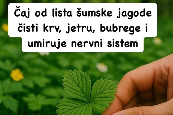 Šumske jagode pročišćavaju organizam, njeguju kožu lica Šumske jagode pročišćavaju organizam, njeguju kožu lica