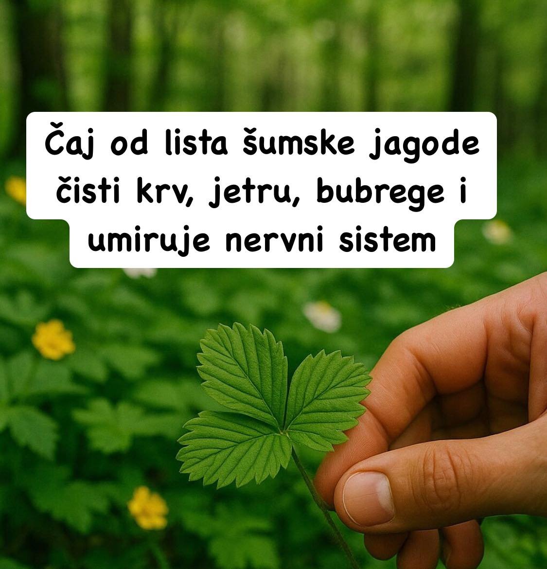 Šumske jagode pročišćavaju organizam, njeguju kožu lica